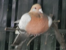 Зоопарк в Севилье