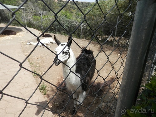 Зоопарк в Севилье