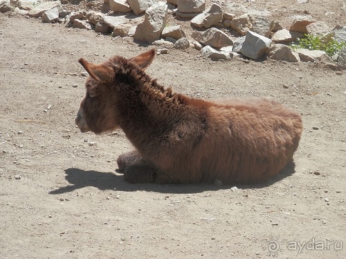 Зоопарк в Севилье