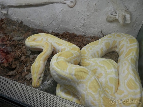 Зоопарк в Севилье