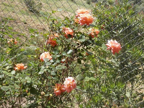 Зоопарк в Севилье