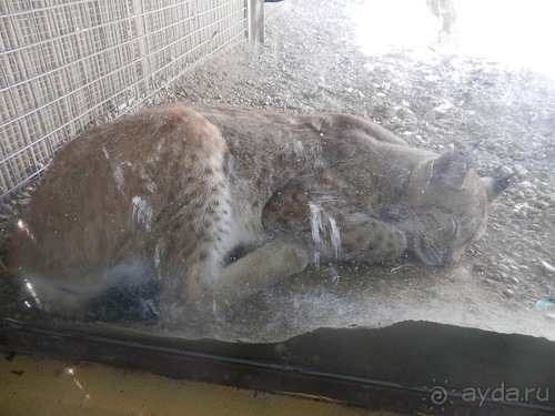 Зоопарк в Севилье