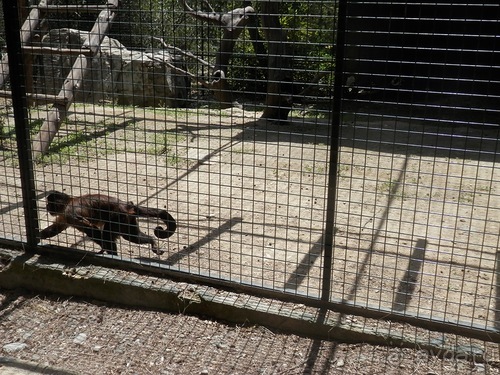 Зоопарк в Севилье
