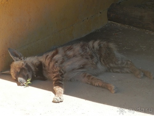 Зоопарк в Севилье