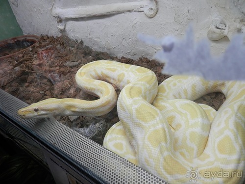 Зоопарк в Севилье