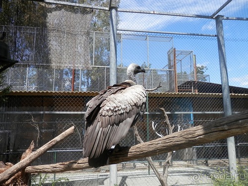 Зоопарк в Севилье