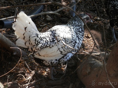 Зоопарк в Севилье