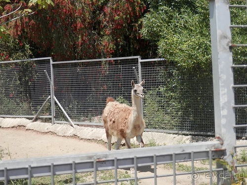 Зоопарк в Севилье