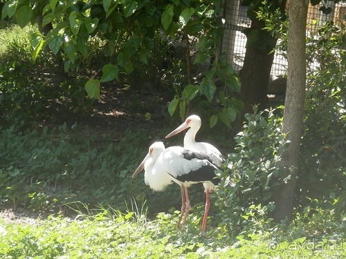 Зоопарк в Севилье