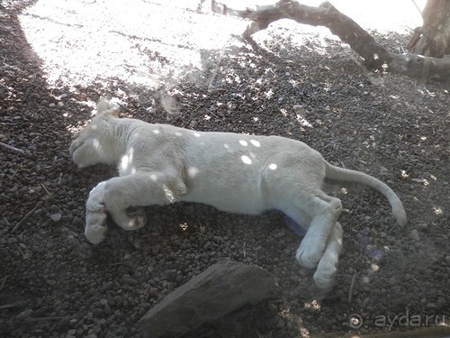 Зоопарк в Севилье