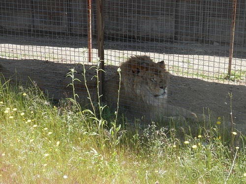 Зоопарк в Севилье