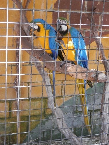 Зоопарк в Севилье