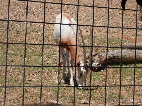 Зоопарк в Севилье