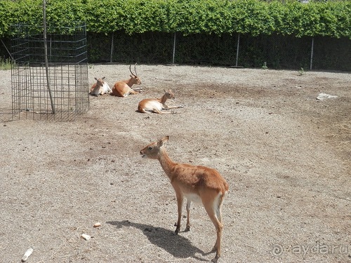 Зоопарк в Севилье
