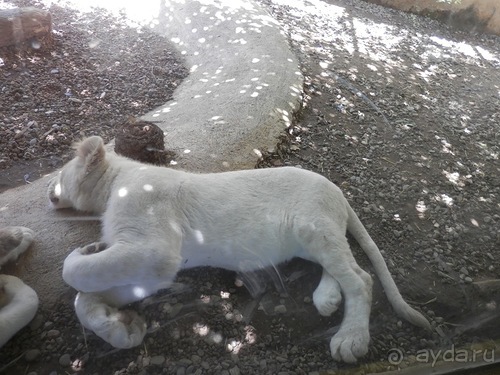Зоопарк в Севилье