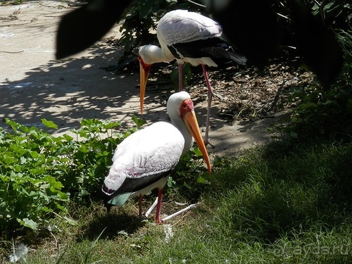 Зоопарк в Севилье