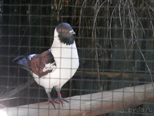 Зоопарк в Севилье