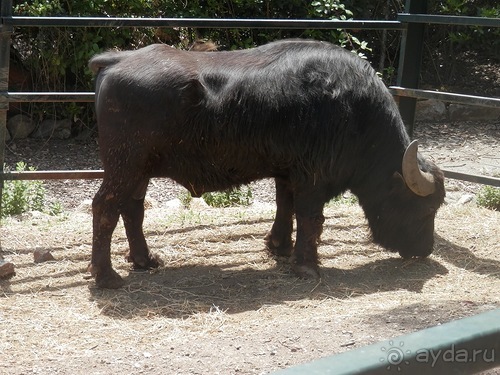 Зоопарк в Севилье