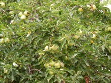 Пещера Кастеллано и Альберобелло