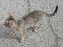 Пещера Кастеллано и Альберобелло