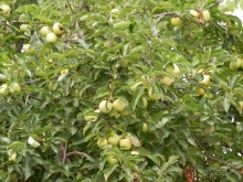 Пещера Кастеллано и Альберобелло