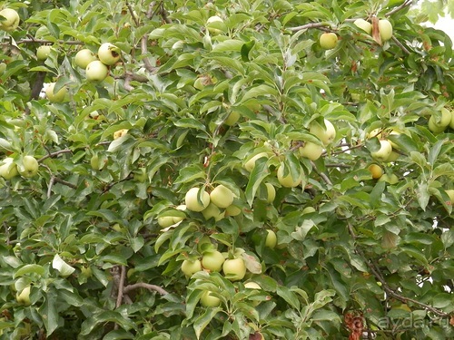 Пещера Кастеллано и Альберобелло