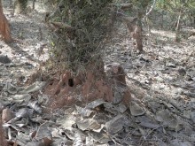 Альбом отзыва "Кхаджурахо: водопад Ранех и заповедник Гавиал"