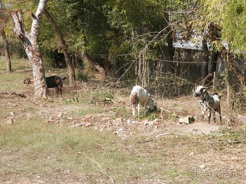 Альбом отзыва "Кхаджурахо: водопад Ранех и заповедник Гавиал"