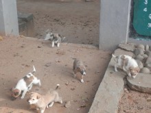 Альбом отзыва "Кхаджурахо: водопад Ранех и заповедник Гавиал"