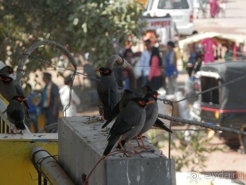 Альбом отзыва "Кхаджурахо: водопад Ранех и заповедник Гавиал"