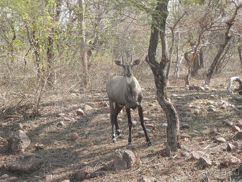 Альбом отзыва "Кхаджурахо: водопад Ранех и заповедник Гавиал"