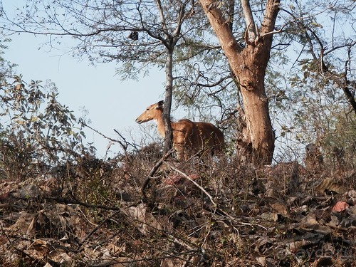 Кхаджурахо: водопад Ранех и заповедник Гавиал