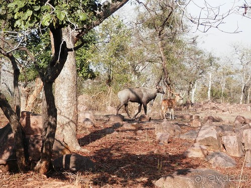 Кхаджурахо: водопад Ранех и заповедник Гавиал