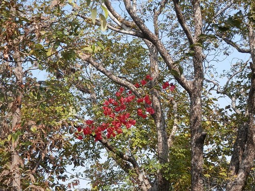 Кхаджурахо: водопад Ранех и заповедник Гавиал