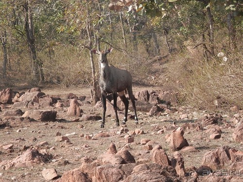 Кхаджурахо: водопад Ранех и заповедник Гавиал