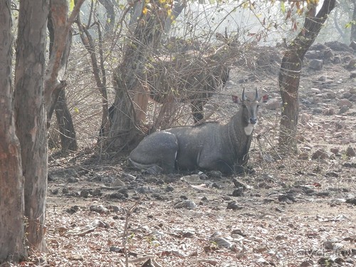 Кхаджурахо: водопад Ранех и заповедник Гавиал