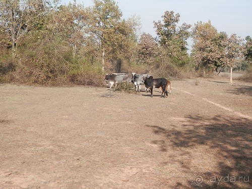Кхаджурахо: водопад Ранех и заповедник Гавиал