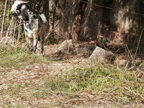 Кхаджурахо: водопад Ранех и заповедник Гавиал