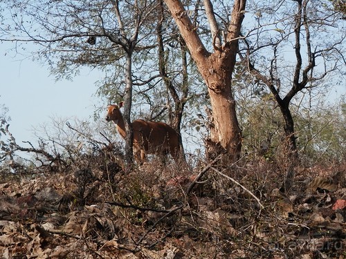 Кхаджурахо: водопад Ранех и заповедник Гавиал