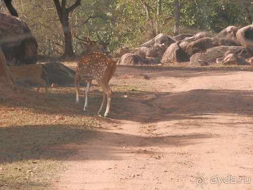 Кхаджурахо: водопад Ранех и заповедник Гавиал