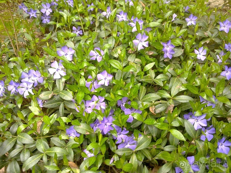 Весна, Киев