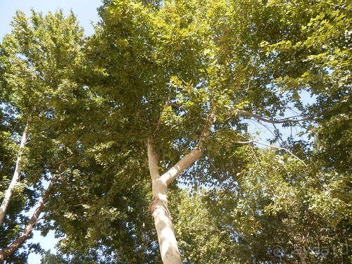 Самарканд, день первый