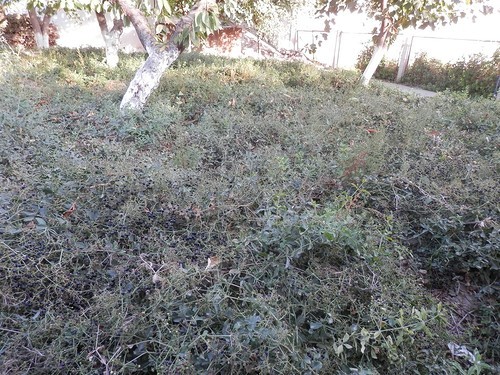 Самарканд, день первый