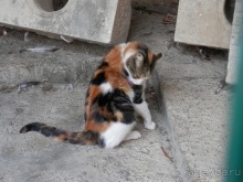 Дубровник - между Ялтой и Бари