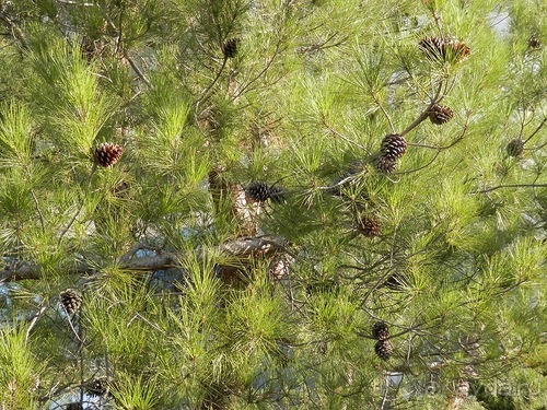 Дубровник - между Ялтой и Бари