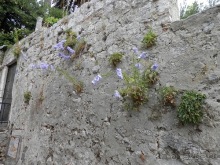 Дубровник - между Ялтой и Бари