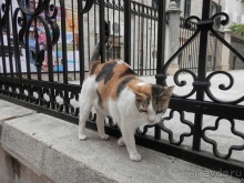 Дубровник - между Ялтой и Бари