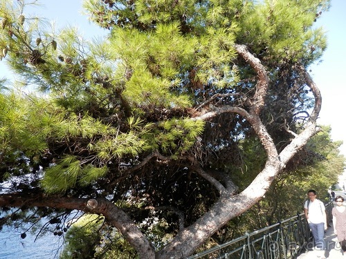 Дубровник - между Ялтой и Бари