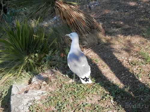 Дубровник - между Ялтой и Бари