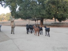 Альбом отзыва "От Орчхи до Кхаджурахо"